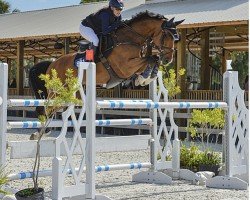 jumper Chardonnay van Overis Z (Zangersheide riding horse, 2014, from Chellsini Z)