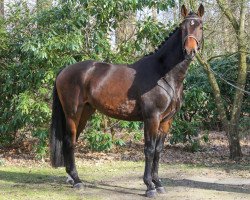 dressage horse Hannes (Hannoveraner, 2017, from Heinrich Heine)