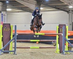Springpferd Tia Z (Zangersheide Reitpferd, 2012, von Taloubet Z)