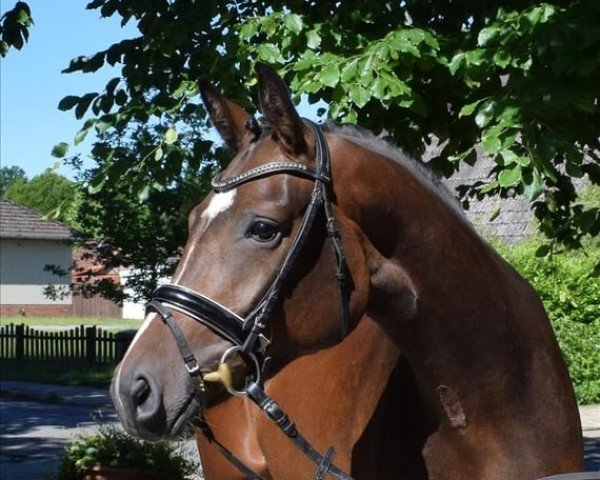 dressage horse Ella (German Sport Horse, 2019, from Emilio)