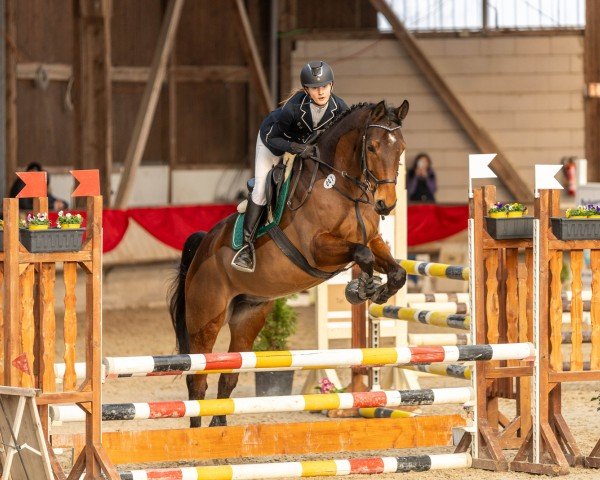 jumper Action Maker (Hanoverian, 2017, from Action Blue)