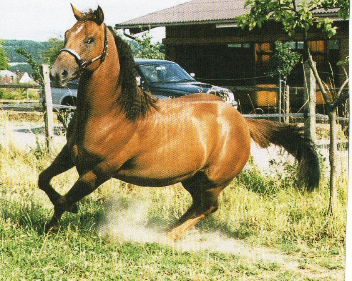 horse Dun It Agility (Quarter Horse, 1999, from Glory Dun It)