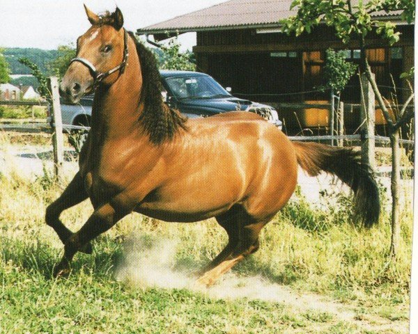 horse Dun It Agility (Quarter Horse, 1999, from Glory Dun It)