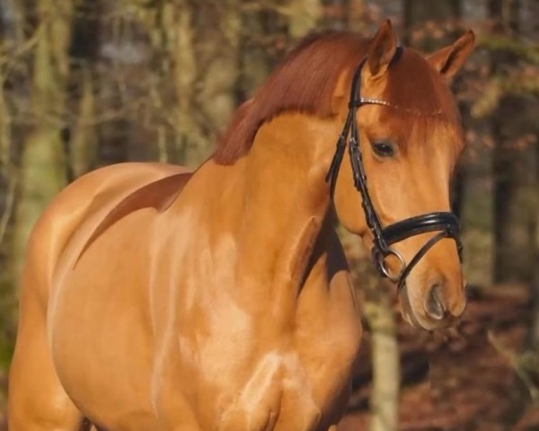 dressage horse Aurelius (Trakehner, 2020, from Banderas)