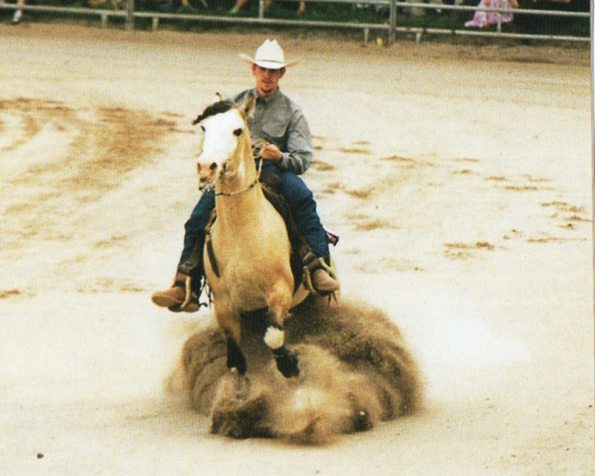 Deckhengst Calfiao Chingolo (Criollo, 1990, von Charque Chingorioli)