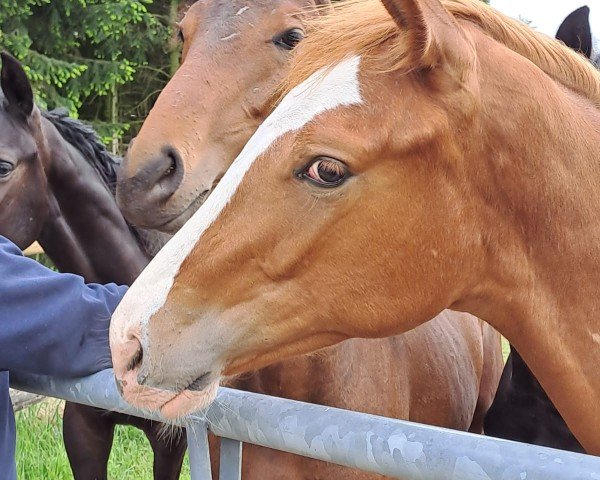 jumper Diamant, girls best friend (Hanoverian, 2022, from Diamant van Klapscheut Z)