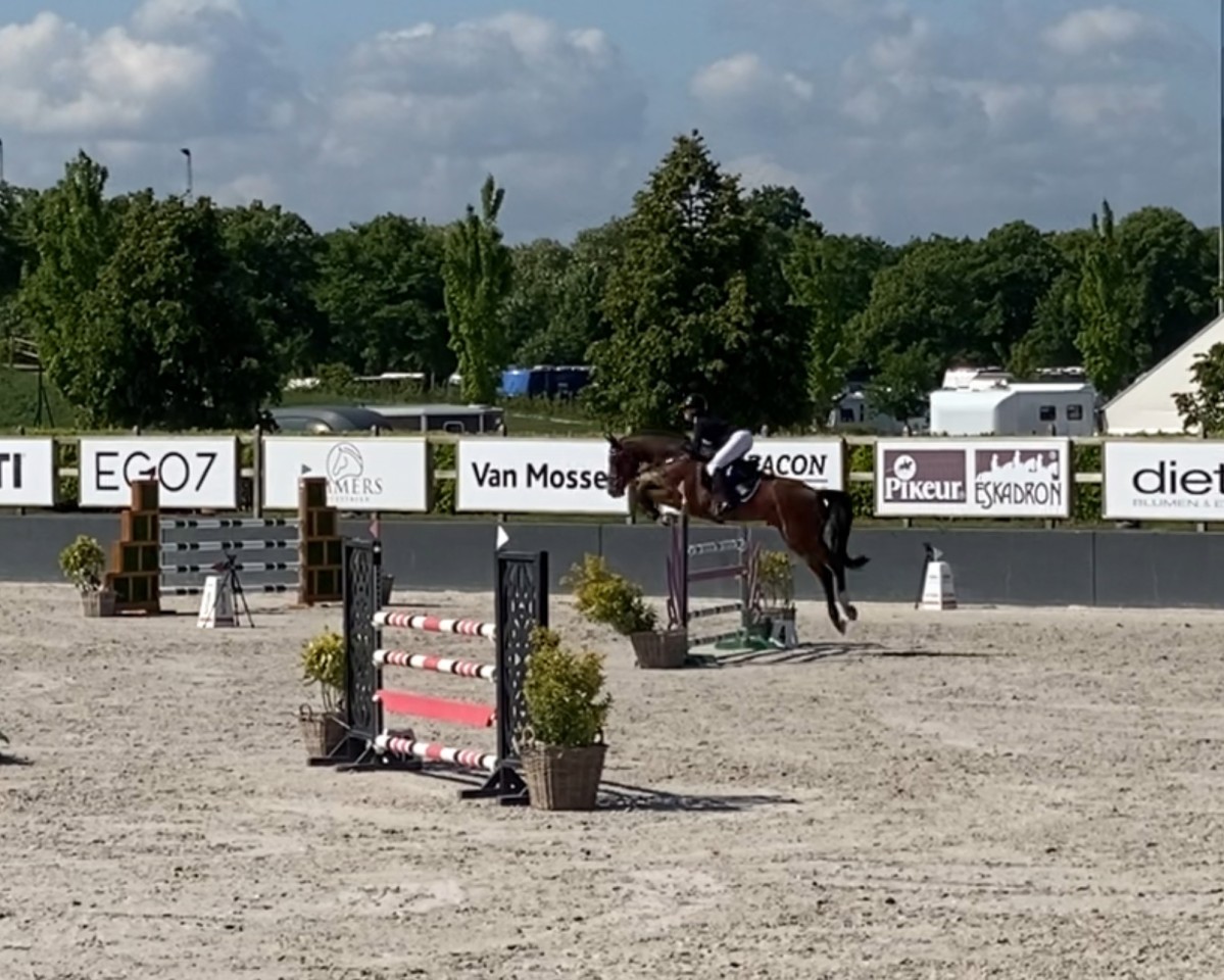 broodmare Starlet Queen B (Westphalian, 2014, from Stakkato)