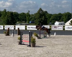 Zuchtstute Starlet Queen B (Westfale, 2014, von Stakkato)