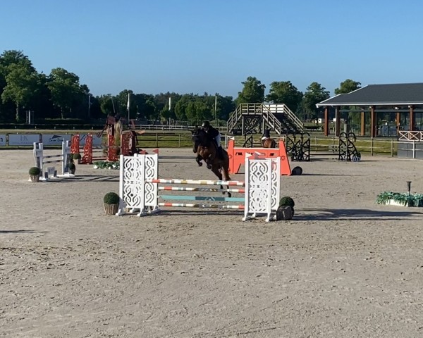jumper Constar (Westphalian, 2016, from Congress)