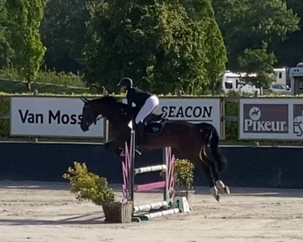 Springpferd Starado B (Westfale, 2016, von Stakkato)