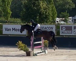 Springpferd Starado B (Westfale, 2016, von Stakkato)