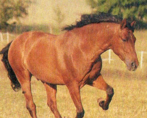 Pferd Latino (Pura Raza Espanola (PRE), 1997, von Helix)