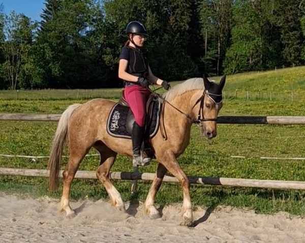 Pferd Lyria Marie von der Reutemühle (Deutsches Reitpony, 2021, von FS Pontiac)
