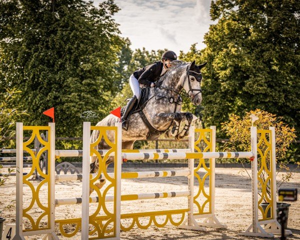 jumper Sir Lighton Z (Zangersheide riding horse, 2017, from Sir Obolensky Z)