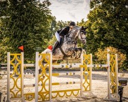 jumper Sir Lighton Z (Zangersheide riding horse, 2017, from Sir Obolensky Z)