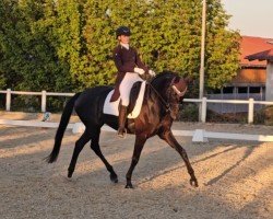 dressage horse Hypnotic Infinity (Trakehner, 2017, from Helium)