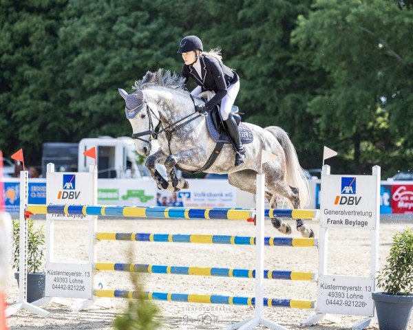 Springpferd Orlanda Gh (Rheinländer, 2018, von Orlando van de Heffinck)