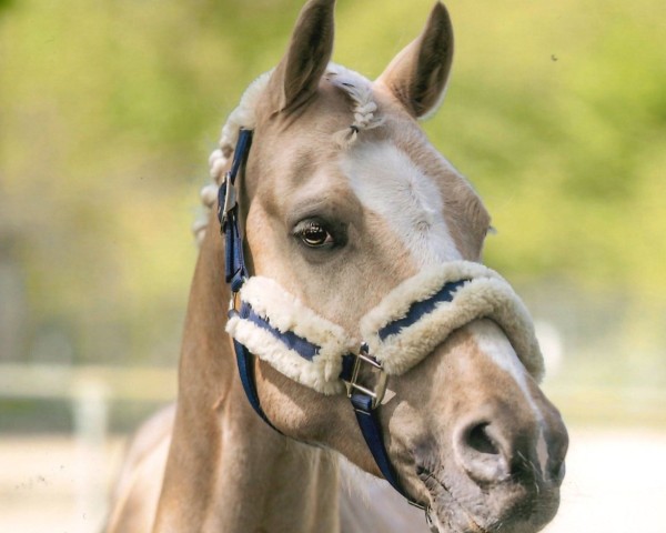 dressage horse Caitano San (German Riding Pony, 2018, from Caramel FH WE)