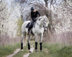 Dressurpferd Quanto P (Deutsches Reitpferd, 2008, von Quaterback)