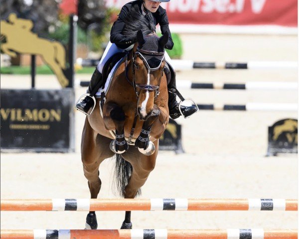 Springpferd Haribo van Twelve Oaks Z (Zangersheide Reitpferd, 2020, von Heartbeat)