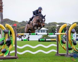 jumper Heart-Third (Danish Warmblood, 2012, from Heartbeat)