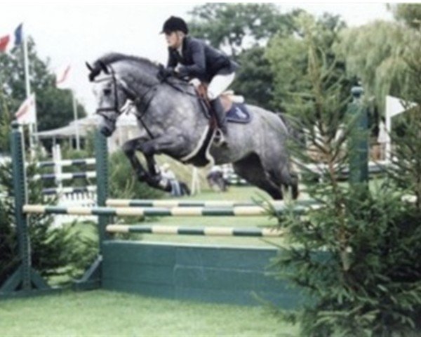 stallion Branco van Overis (Belgian Warmblood, 2001, from Parco)