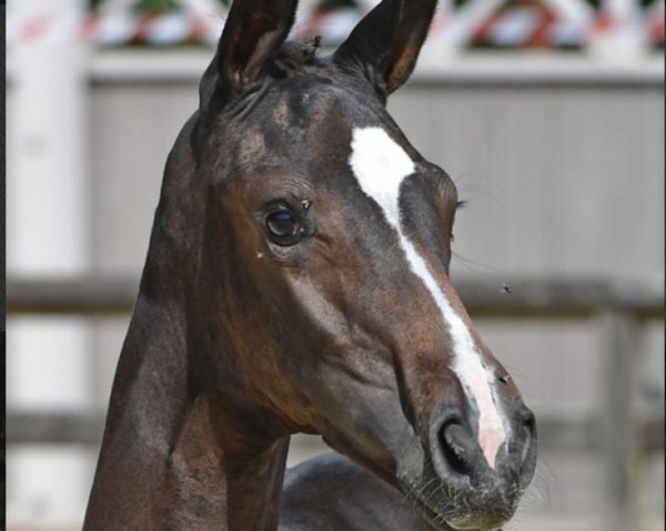 jumper Bombshell des Jenkins Z (Zangersheide riding horse, 2018, from Big Star)