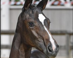jumper Bombshell des Jenkins Z (Zangersheide riding horse, 2018, from Big Star)