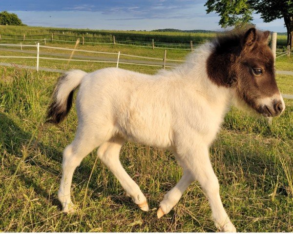 Fohlen von Yaro vom Burgblick (Shetland Pony (unter 87 cm), 2025, von Yago von der Klia)