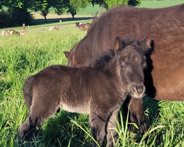 Fohlen von Edwin vom Burgblick (Shetland Pony (unter 87 cm), 2025, von Eddy von der Pumpermühle)