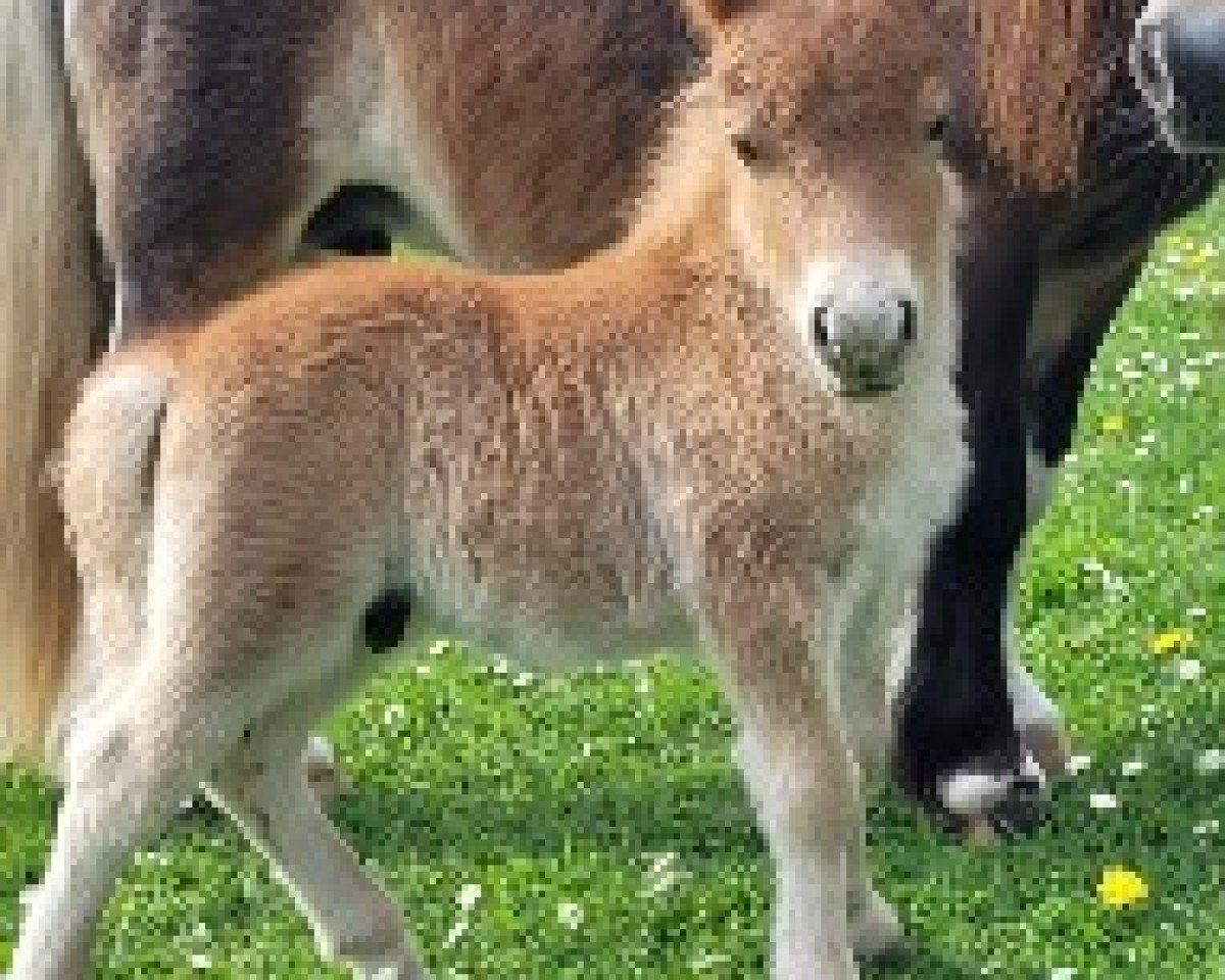 Fohlen von Zeus vom Burgblick (Shetland Pony (unter 87 cm), 2025, von Zorro vom Burgblick)