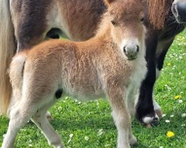 Fohlen von Zeus vom Burgblick (Shetland Pony (unter 87 cm), 2025, von Zorro vom Burgblick)