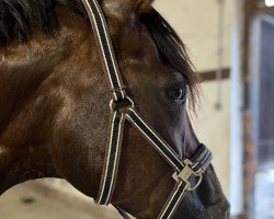dressage horse Despina-Sherin B (Westphalian, 2010, from Damon Hill)