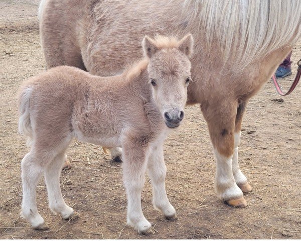 foal by Tequila vom Burgblick (Shetland pony (under 87 cm), 2025, from Hessel v.d. Steenentafel)