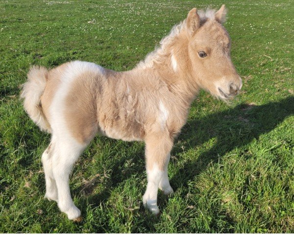 Fohlen von Gladdys vom Burgblick (Shetland Pony (unter 87 cm), 2025, von Krummhörn`s Elmar)