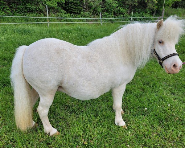 Zuchtstute Glamorous v. Ellernbrook (Shetland Pony (unter 87 cm),  , von Bacardi Black vom Ellernbrook)