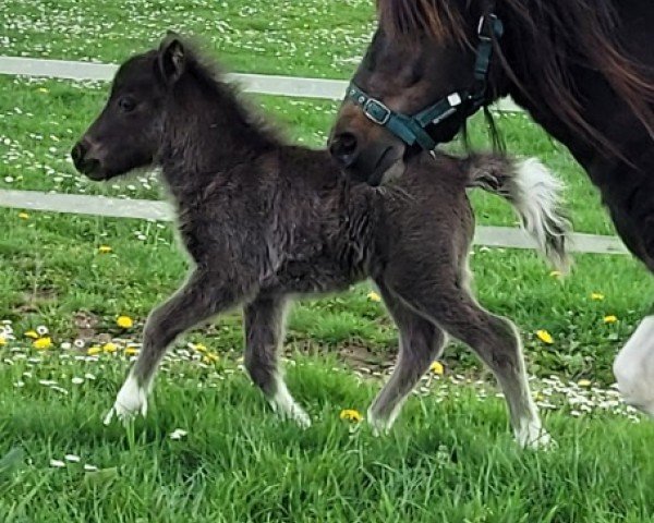 Fohlen von Ninja vom Burgblick (Shetland Pony (unter 87 cm), 2025, von Grey Flannel v. Ellernbrook)
