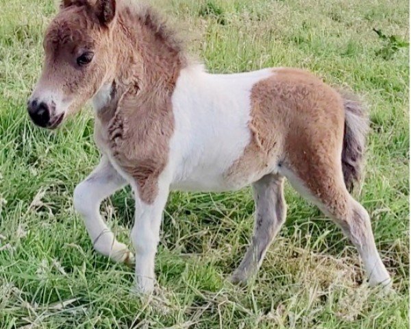 Fohlen von Nikita vom Burgblick (Shetland Pony (unter 87 cm), 2025, von Krummhörn`s Elmar)