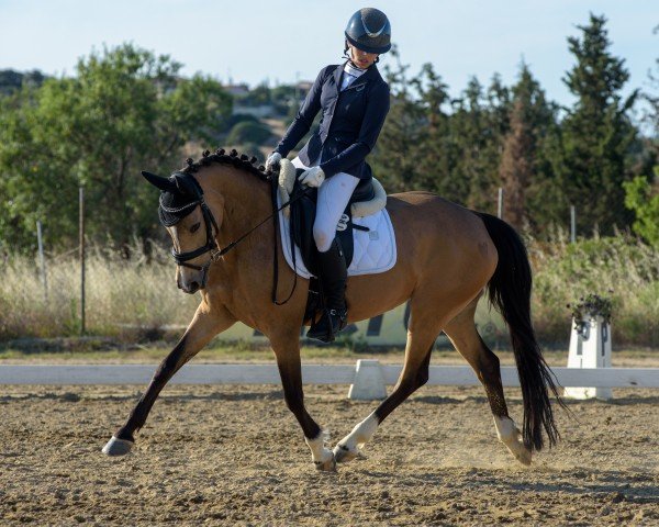 Dressurpferd Ninniefeh (Deutsches Reitpony, 2014, von FS Champion de Luxe)