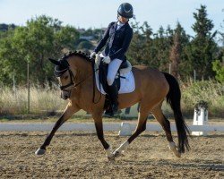 Dressurpferd Ninniefeh (Deutsches Reitpony, 2014, von FS Champion de Luxe)