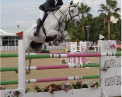 Springpferd Elegibo (Italienisches Warmblut, 2015, von Berlin)