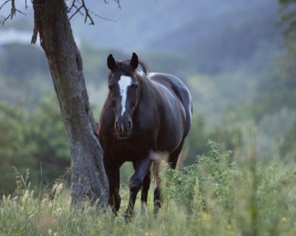 Zuchtstute Pretty Girl FZ  (Westfale, 2004, von Balou du Rouet)