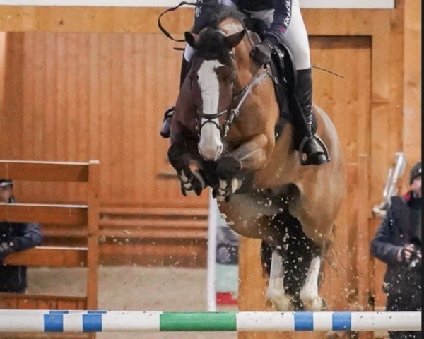 jumper Nero van de Freule (KWPN (Royal Dutch Sporthorse), 2018, from Chapeau Tn)