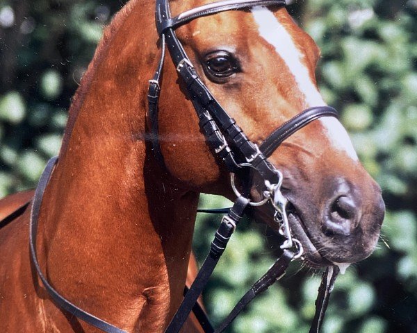 stallion Freddy (German Riding Pony, 1988, from Twylands Firecracker)