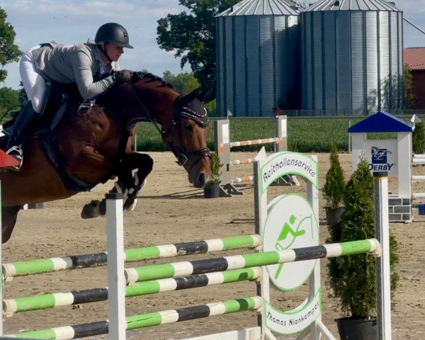 jumper Cadmo's Kleine (Westphalian, 2018, from Cadmo van de Pluum)