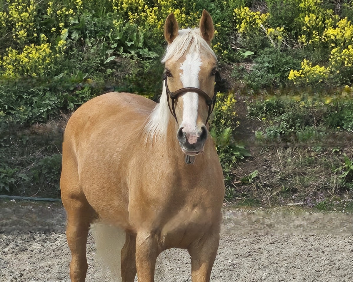 dressage horse Cheyennes Tanka Savannah (unknown, 2017)