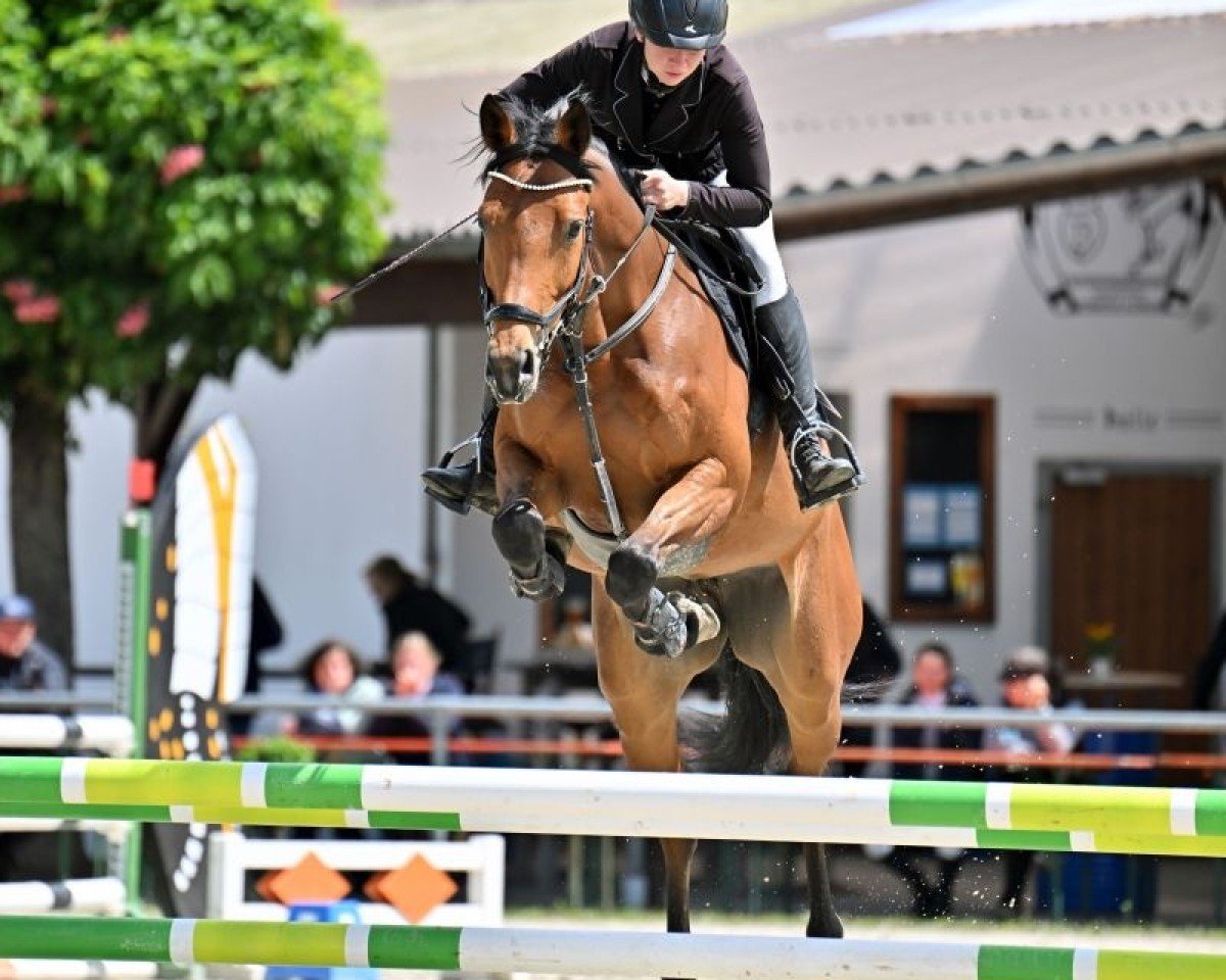 Springpferd Calisca DB (Deutsches Sportpferd, 2020, von Con Sherry)