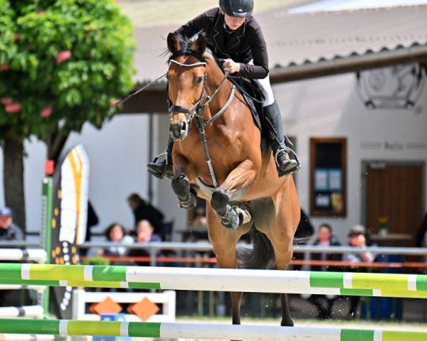 jumper Calisca DB (German Sport Horse, 2020, from Con Sherry)