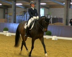 dressage horse Galeno Marrón (Hanoverian, 2014, from Gandhi)