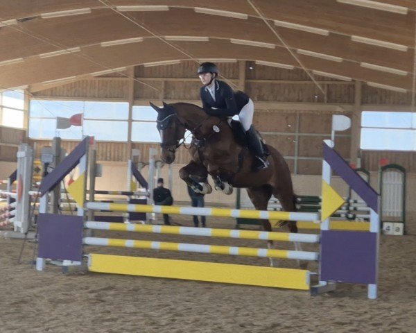 Dressurpferd Volmillco (Polnisches Warmblut, 2015, von Ulco)